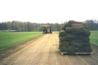 Finnurmi flyttgr&auml;s - 01 Pickala